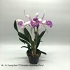 Bc. Yu Toung Star YT(Tetradip x Morning Glory)